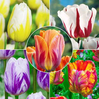 Flaming Beauties Tulip Collection Seeds